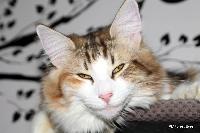 galleries/cats/101/16.jpg