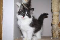 galleries/cats/106/14.jpg