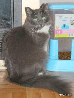 galleries/cats/109/17.jpg