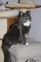 galleries/cats/110/21.jpg