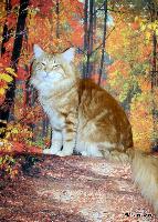 galleries/cats/114/17.jpg
