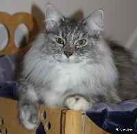 ch__jch__kch__pl_forest_eyes_vera_ ch__jch__kch__pl_forest_eyes_vera_