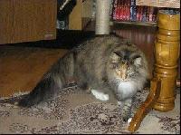 galleries/cats/17/12.jpg