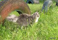 galleries/cats/51/22.jpg