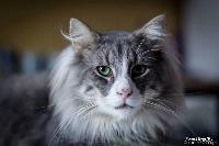 galleries/cats/51/28.jpg