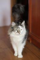 galleries/cats/63/6.jpg