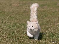 galleries/cats/69/27.jpg