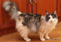 galleries/cats/71/7.jpg