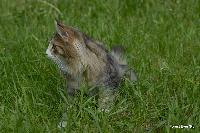 galleries/cats/76/12.jpg