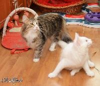 galleries/cats/76/24.jpg