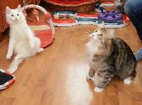 galleries/cats/76/27.jpg