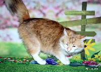galleries/cats/85/28.jpg