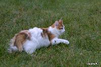 galleries/cats/87/20.jpg