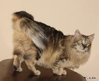 galleries/cats/97/8.jpg