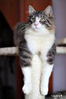 galleries/kittens/134/3.jpg