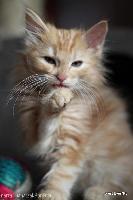 galleries/kittens/155/1.jpg