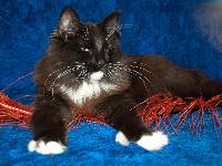 galleries/kittens/175/1.jpg