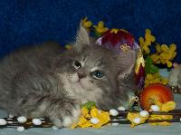 galleries/kittens/202/1.jpg