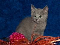 galleries/kittens/206/4.jpg