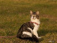 galleries/kittens/210/1.jpg