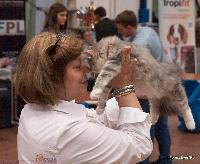 galleries/kittens/218/13.jpg