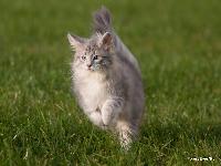 galleries/kittens/218/3.jpg