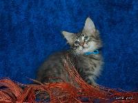 galleries/kittens/222/3.jpg