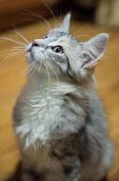 galleries/kittens/239/6.jpg