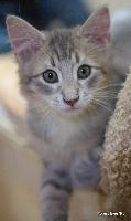 galleries/kittens/239/7.jpg