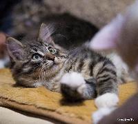 galleries/kittens/244/5.jpg