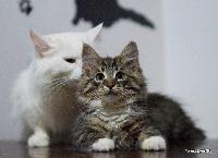 galleries/kittens/244/8.jpg