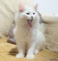 galleries/kittens/245/1.jpg
