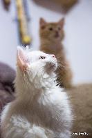 galleries/kittens/245/2.jpg