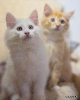 galleries/kittens/245/3.jpg