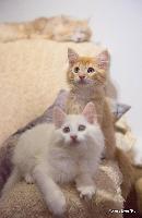 galleries/kittens/245/4.jpg