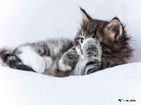 galleries/kittens/259/3.jpg