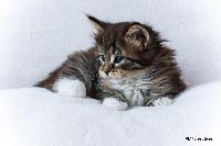 galleries/kittens/259/5.jpg