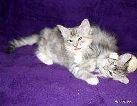 galleries/kittens/272/3.jpg