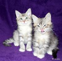 galleries/kittens/272/5.jpg