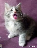 galleries/kittens/274/1.jpg