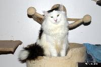 galleries/kittens/278/15.jpg