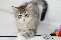 galleries/kittens/299/2.jpg