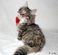 galleries/kittens/301/3.jpg