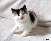 galleries/kittens/308/1.jpg