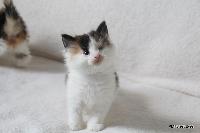 galleries/kittens/308/2.jpg