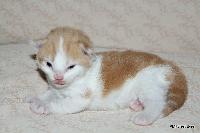 galleries/kittens/337/4.jpg