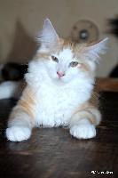 galleries/kittens/349/2.jpg