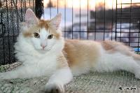 galleries/kittens/351/2.jpg