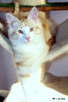 galleries/kittens/355/6.jpg