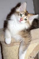 galleries/kittens/356/6.jpg